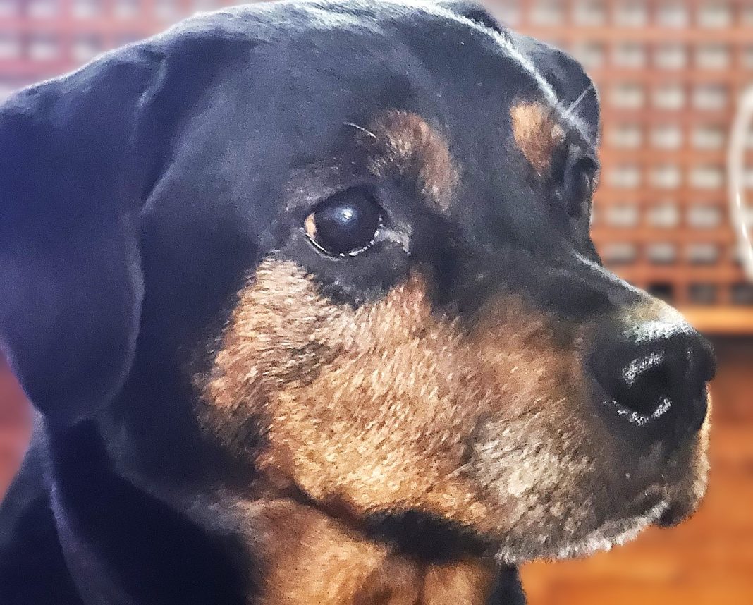 Παγκόσμια Ημέρα Σκύλου 2025 pagkosmia-imera-skylou- 2025